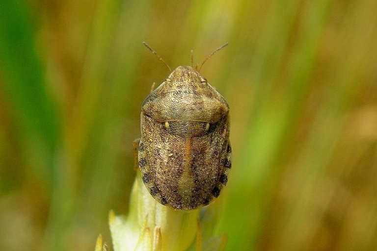 Описание: https://kccc.ru/sites/default/files/styles/news_teaser/public/images/handbooks/pests/eurygaster-maura.jpg?itok=6QCXV7UQ